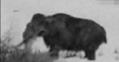 在雅库特发现的未灭绝猛犸象活体录像