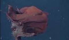 3000米海底发现史前怪兽 深海幽灵吸血鬼乌贼