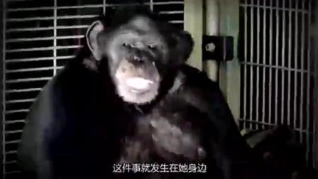 5个恐怖的报警电话之二: 被大猩猩打死之前的报警